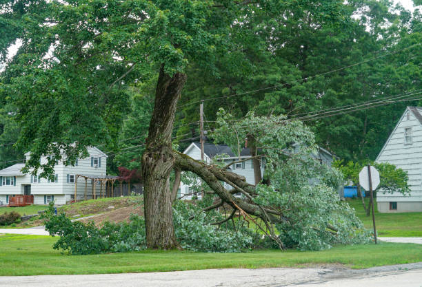 Best Emergency Storm Tree Removal  in Westwood, PA